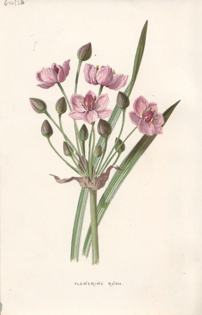 FLOWERS. Flowering-Rush c1895 old antique vintage print picture
